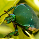 Image for article titled 75 Close-Ups Of Bugs